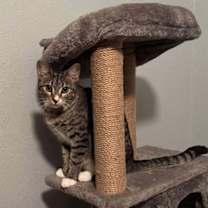 Thumbnail photo of walnut #1