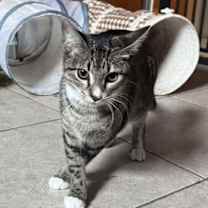 Thumbnail photo of walnut #2