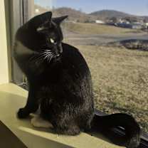 Thumbnail photo of Joan Jett #3