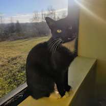 Thumbnail photo of Joan Jett #4