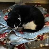 Thumbnail photo of Ronaldo #2