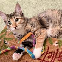 Thumbnail photo of Suni l’Extraordinaire #1