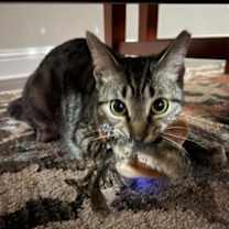 Thumbnail photo of Twix #3