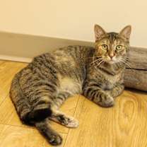 Thumbnail photo of Ginger #1