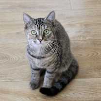 Thumbnail photo of Ginger #2