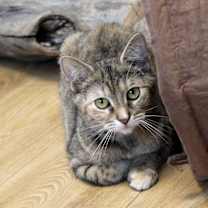 Thumbnail photo of Ginger #3