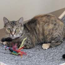 Thumbnail photo of Ginger #4