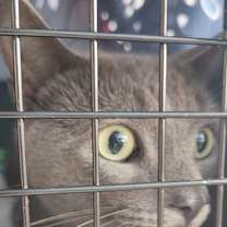 Thumbnail photo of Turbo #4