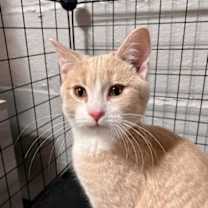 Thumbnail photo of Kramer #3