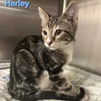 Thumbnail photo of Harley #2