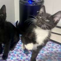 Thumbnail photo of Rocket and Void #1