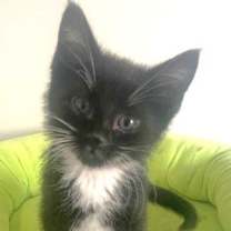 Thumbnail photo of Rocket and Void #2