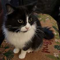 Thumbnail photo of Lee-Lee #1