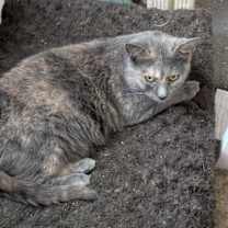 Thumbnail photo of Purr Purr #1