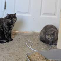 Thumbnail photo of Purr Purr #2