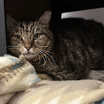 Thumbnail photo of Channing #2