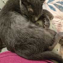 Thumbnail photo of Oscar #2