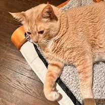 Thumbnail photo of Pumpkin #2