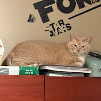 Thumbnail photo of Pumpkin #3