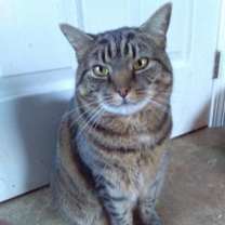 Thumbnail photo of Sybil - sponsored! #1