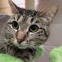 Thumbnail photo of Arista #3