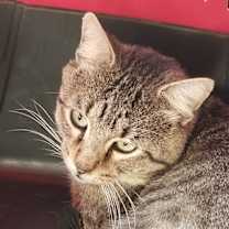 Thumbnail photo of FENNEC #1