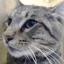 Thumbnail photo of FENNEC #2