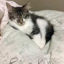 Thumbnail photo of GA-Ricky & Nelson (MCR) *Don't use this one* #3