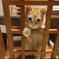 Thumbnail photo of Mandarin #1