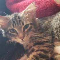 Thumbnail photo of Higgins #1