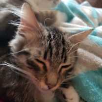 Thumbnail photo of Higgins #2