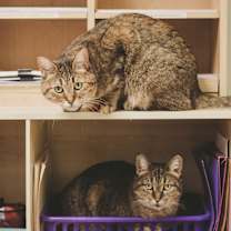 Thumbnail photo of Echo #4