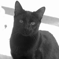 Thumbnail photo of Simba #2