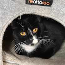 Thumbnail photo of Dodger #3
