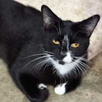Thumbnail photo of Dodger #2