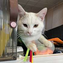 Thumbnail photo of King Julian #1