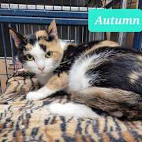 Thumbnail photo of Autumn-Sponsored #2