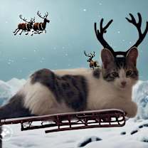 Thumbnail photo of Amiko #3