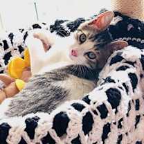 Thumbnail photo of Amiko #4