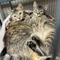 Thumbnail photo of CAT- FAITH #2