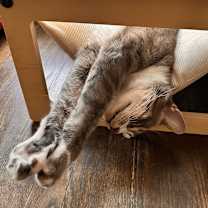 Thumbnail photo of Caruso #4