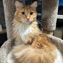 Thumbnail photo of Pumpkin #1