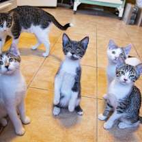 Thumbnail photo of Dottie #2