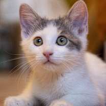 Thumbnail photo of Dottie #3