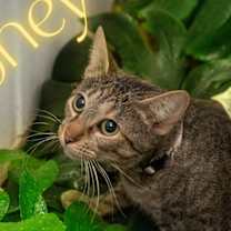 Thumbnail photo of Honey #4
