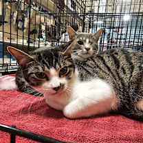 Thumbnail photo of Fiction #4