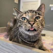 adopt-pet