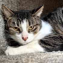 Thumbnail photo of Tink (in foster) #1