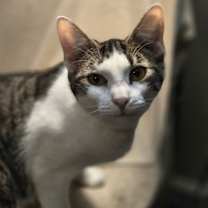 Thumbnail photo of Sunflower #1