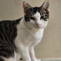 Thumbnail photo of Sunflower #2